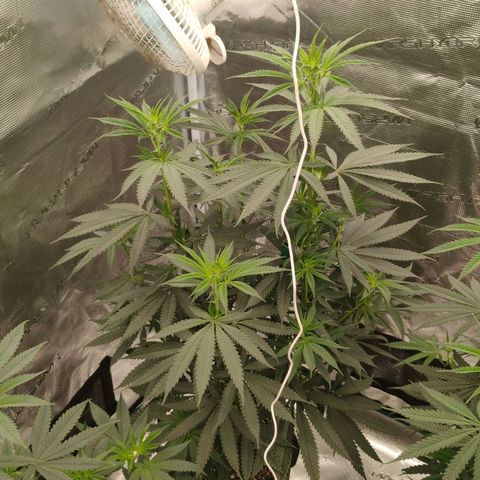 Cheese 🧀  and galaxy 500  #1 growlog timeline photo