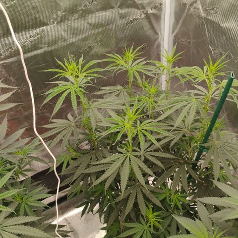 Cheese 🧀  and galaxy 500  #1 growlog timeline photo
