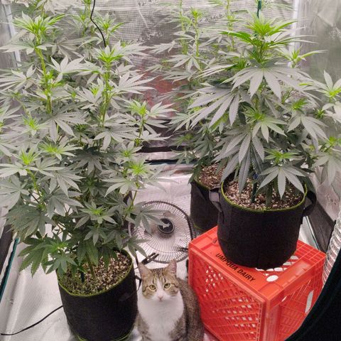 Cheese 🧀  and galaxy 500  #1 growlog timeline photo