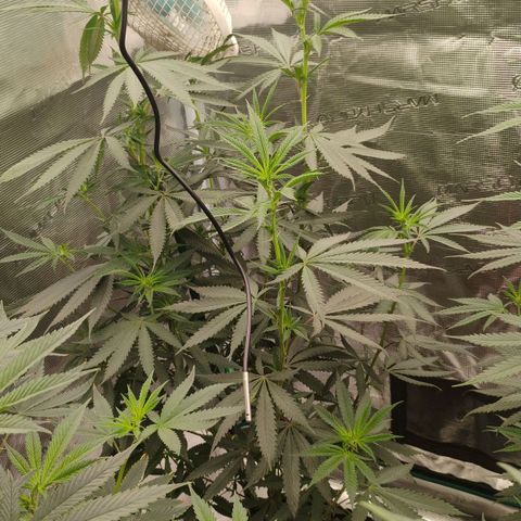 Cheese 🧀  and galaxy 500  #1 growlog timeline photo
