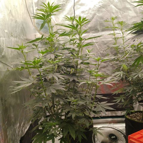 Cheese 🧀  and galaxy 500  #1 growlog timeline photo