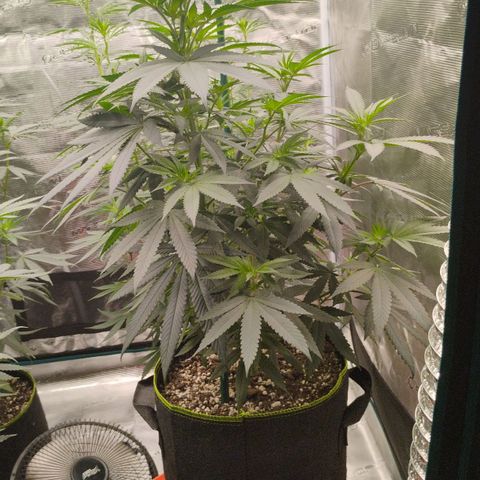 Cheese 🧀  and galaxy 500  #1 growlog timeline photo