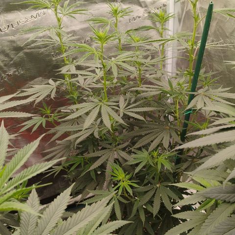 Cheese 🧀  and galaxy 500  #1 growlog timeline photo