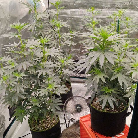 Cheese 🧀  and galaxy 500  #1 growlog timeline photo
