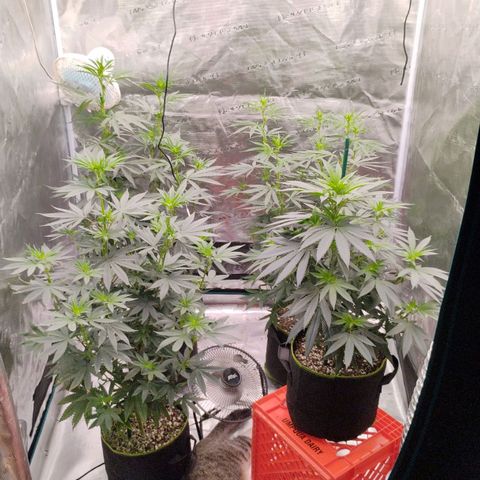 Cheese 🧀  and galaxy 500  #1 growlog timeline photo