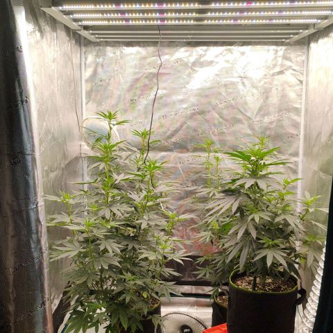 Cheese 🧀  and galaxy 500  #1 growlog timeline photo