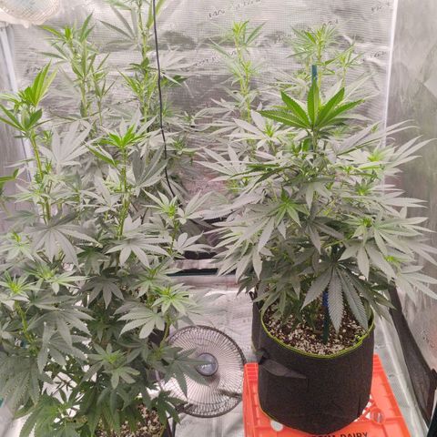 Cheese 🧀  and galaxy 500  #1 growlog timeline photo