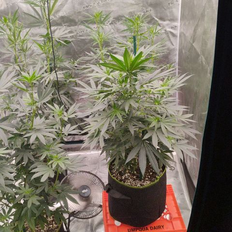 Cheese 🧀  and galaxy 500  #1 growlog timeline photo