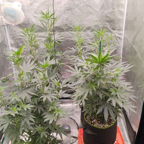 Cheese 🧀  and galaxy 500  #1 growlog timeline photo