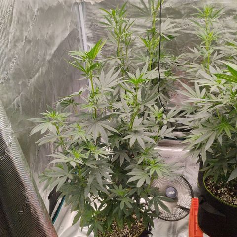Cheese 🧀  and galaxy 500  #1 growlog timeline photo