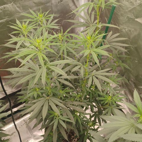 Cheese 🧀  and galaxy 500  #1 growlog timeline photo