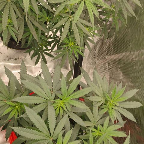Cheese 🧀  and galaxy 500  #1 growlog timeline photo
