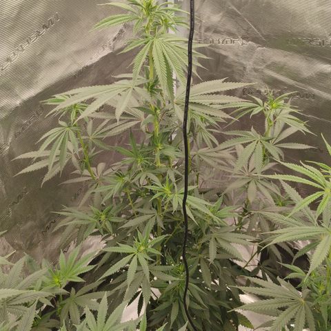 Cheese 🧀  and galaxy 500  #1 growlog timeline photo