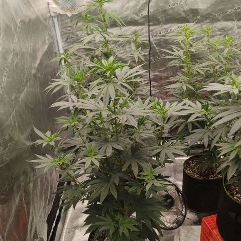 Cheese 🧀  and galaxy 500  #1 growlog timeline photo