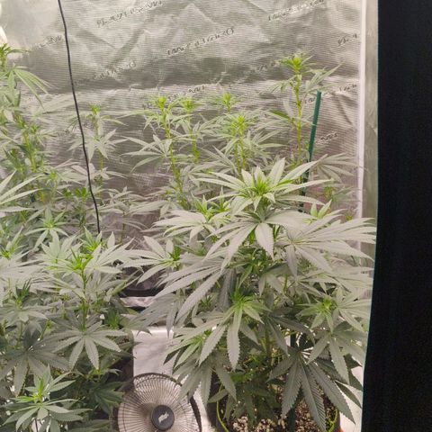 Cheese 🧀  and galaxy 500  #1 growlog timeline photo