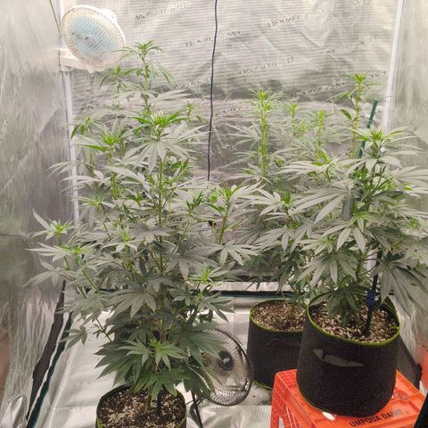 Cheese 🧀  and galaxy 500  #1 growlog timeline photo