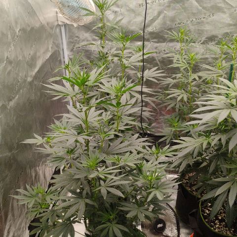 Cheese 🧀  and galaxy 500  #1 growlog timeline photo