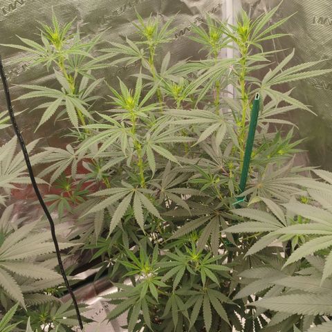 Cheese 🧀  and galaxy 500  #1 growlog timeline photo