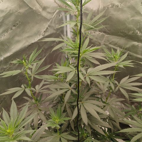 Cheese 🧀  and galaxy 500  #1 growlog timeline photo