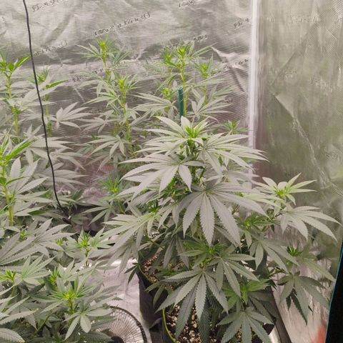 Cheese 🧀  and galaxy 500  #1 growlog timeline photo