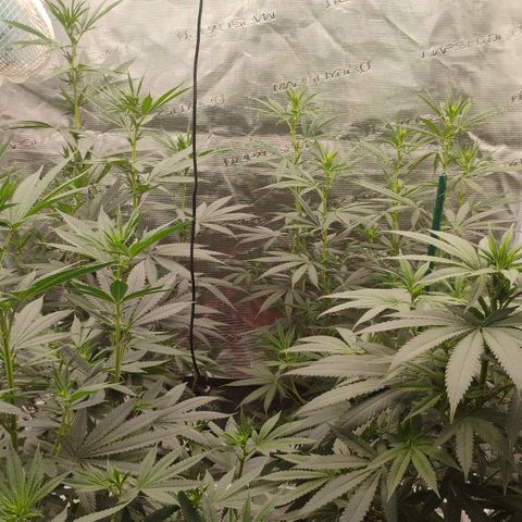 Cheese 🧀  and galaxy 500  #1 growlog timeline photo