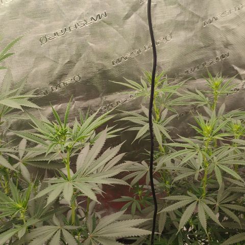 Cheese 🧀  and galaxy 500  #1 growlog timeline photo