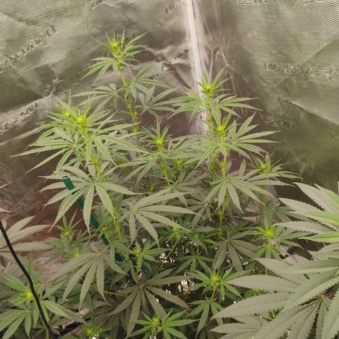 Cheese 🧀  and galaxy 500  #1 growlog timeline photo