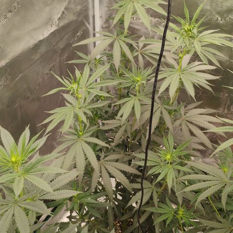 Cheese 🧀  and galaxy 500  #1 growlog timeline photo