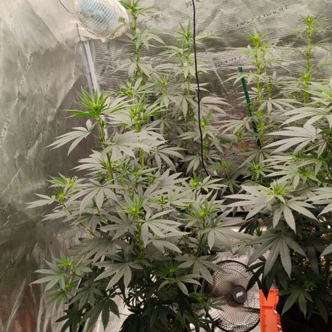 Cheese 🧀  and galaxy 500  #1 growlog timeline photo