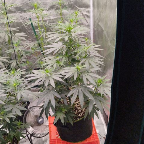 Cheese 🧀  and galaxy 500  #1 growlog timeline photo