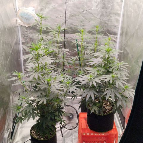 Cheese 🧀  and galaxy 500  #1 growlog timeline photo