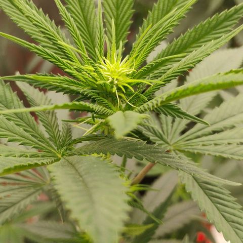 Cheese 🧀  and galaxy 500  #1 growlog timeline photo