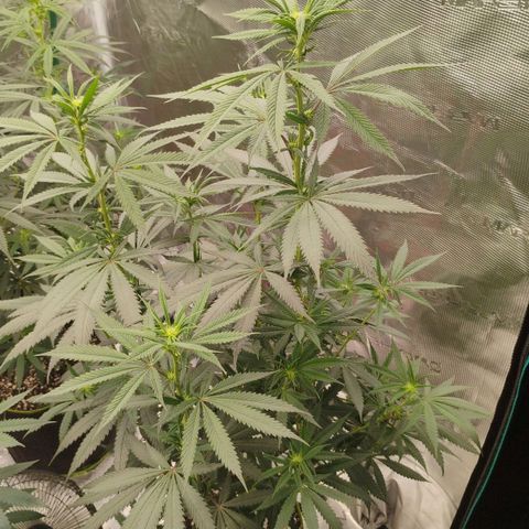 Cheese 🧀  and galaxy 500  #1 growlog timeline photo