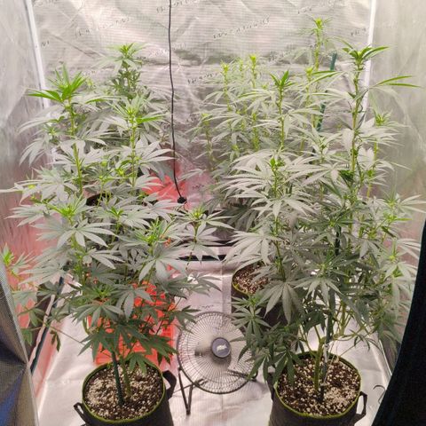 Cheese 🧀  and galaxy 500  #1 growlog timeline photo
