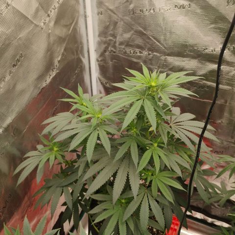 Cheese 🧀  and galaxy 500  #1 growlog timeline photo