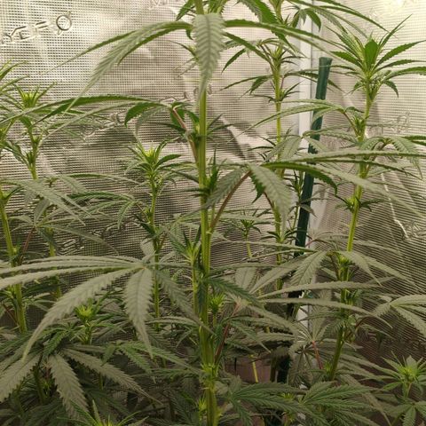 Cheese 🧀  and galaxy 500  #1 growlog timeline photo