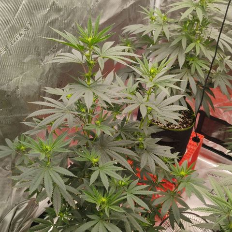 Cheese 🧀  and galaxy 500  #1 growlog timeline photo