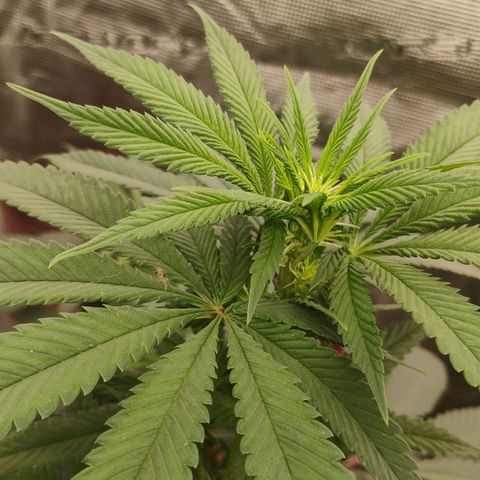 Cheese 🧀  and galaxy 500  #1 growlog timeline photo