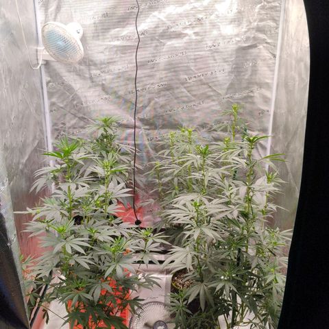 Cheese 🧀  and galaxy 500  #1 growlog timeline photo