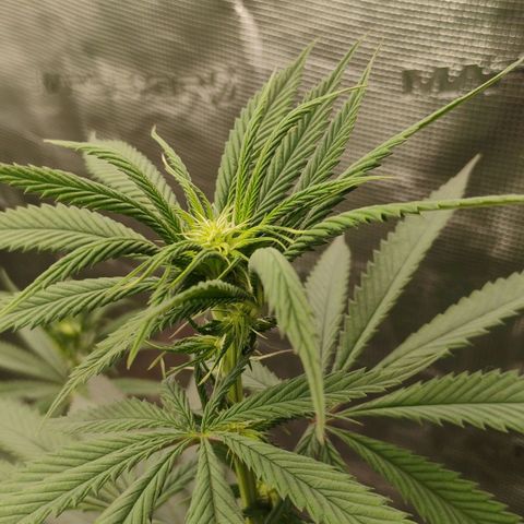 Cheese 🧀  and galaxy 500  #1 growlog timeline photo