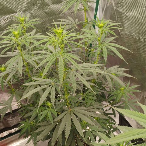 Cheese 🧀  and galaxy 500  #1 growlog timeline photo