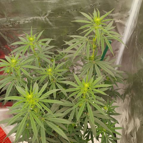 Cheese 🧀  and galaxy 500  #1 growlog timeline photo
