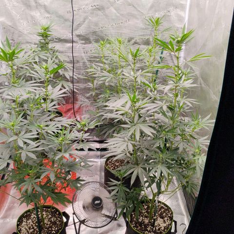 Cheese 🧀  and galaxy 500  #1 growlog timeline photo