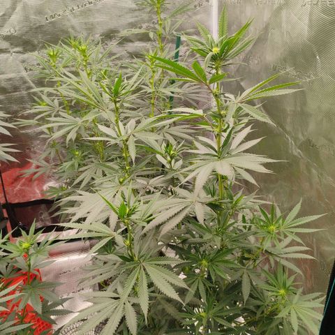 Cheese 🧀  and galaxy 500  #1 growlog timeline photo