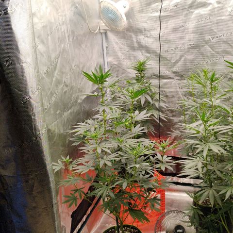 Cheese 🧀  and galaxy 500  #1 growlog timeline photo
