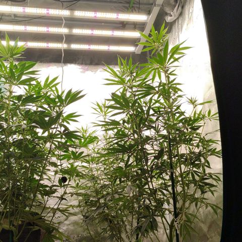 Cheese 🧀  and galaxy 500  #1 growlog timeline photo