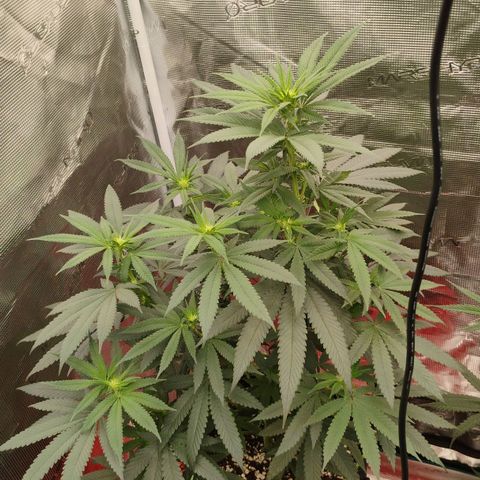 Cheese 🧀  and galaxy 500  #1 growlog timeline photo