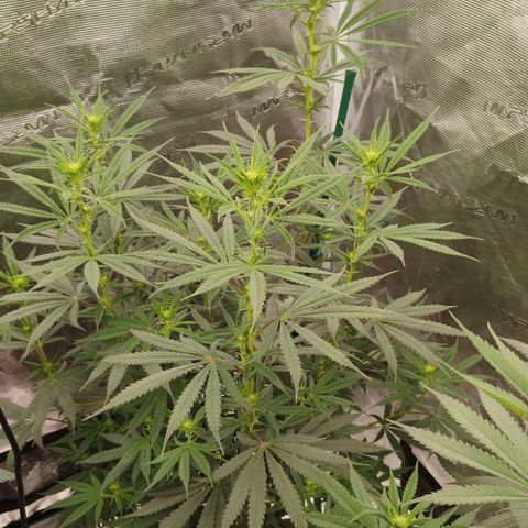 Cheese 🧀  and galaxy 500  #1 growlog timeline photo