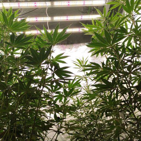 Cheese 🧀  and galaxy 500  #1 growlog timeline photo