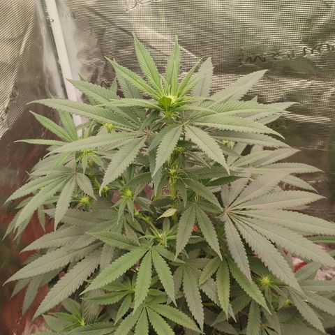 Cheese 🧀  and galaxy 500  #1 growlog timeline photo